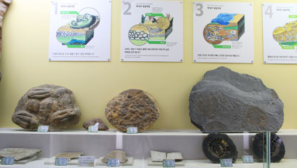 화석의 생성과정 이미지