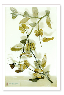 나뭇잎나비(Anaea Sp.) 이미지