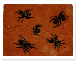 거미(Spider) 이미지