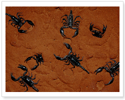 전갈(Scorpion) 이미지