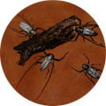 하늘소과(Cerambycidae) 이미지