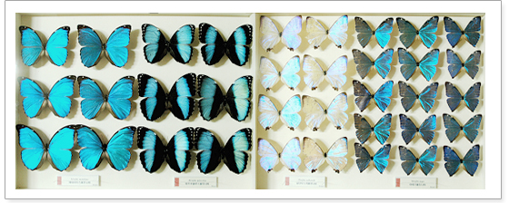몰포(Morpho)나비의 색 이미지