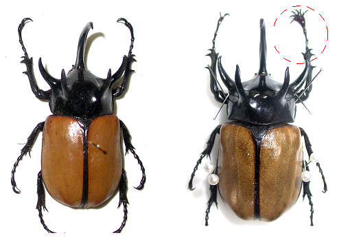 Eupatorus gracilicornis 이미지