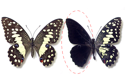 Papilio demoleus 이미지