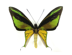 Ornithoptera meridionalis tarunggarensis 이미지