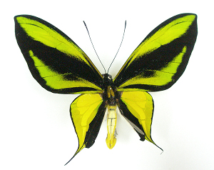 Ornithoptera paradisea borchi 이미지