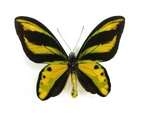 Ornithoptera tithonus waigeuensis 이미지