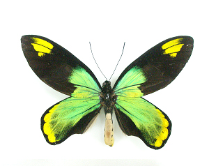 Ornithoptera victoriae victoriae 이미지