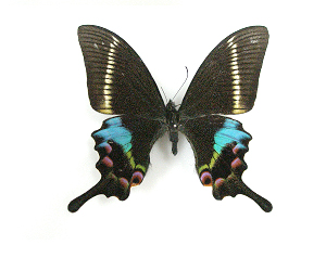Papilio krishna 이미지