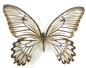 Papilio jordani 이미지