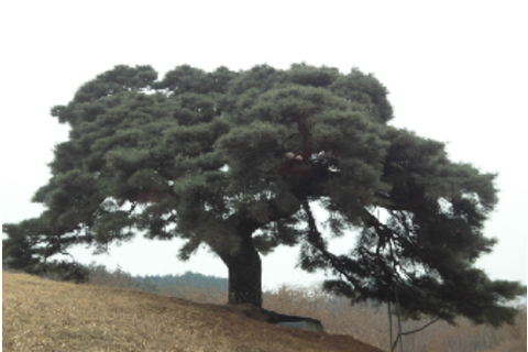 서창 소나무